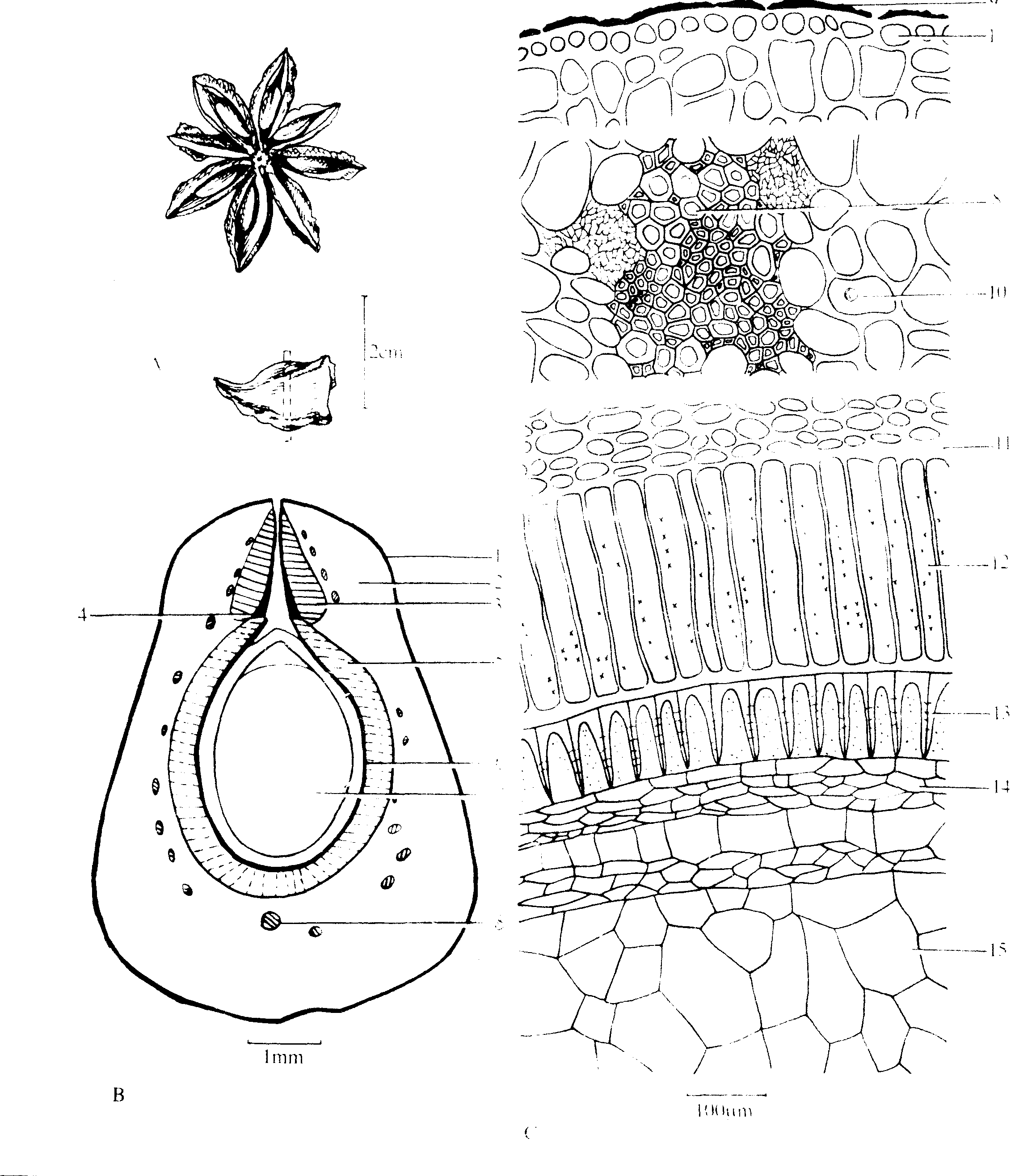 八角茴香