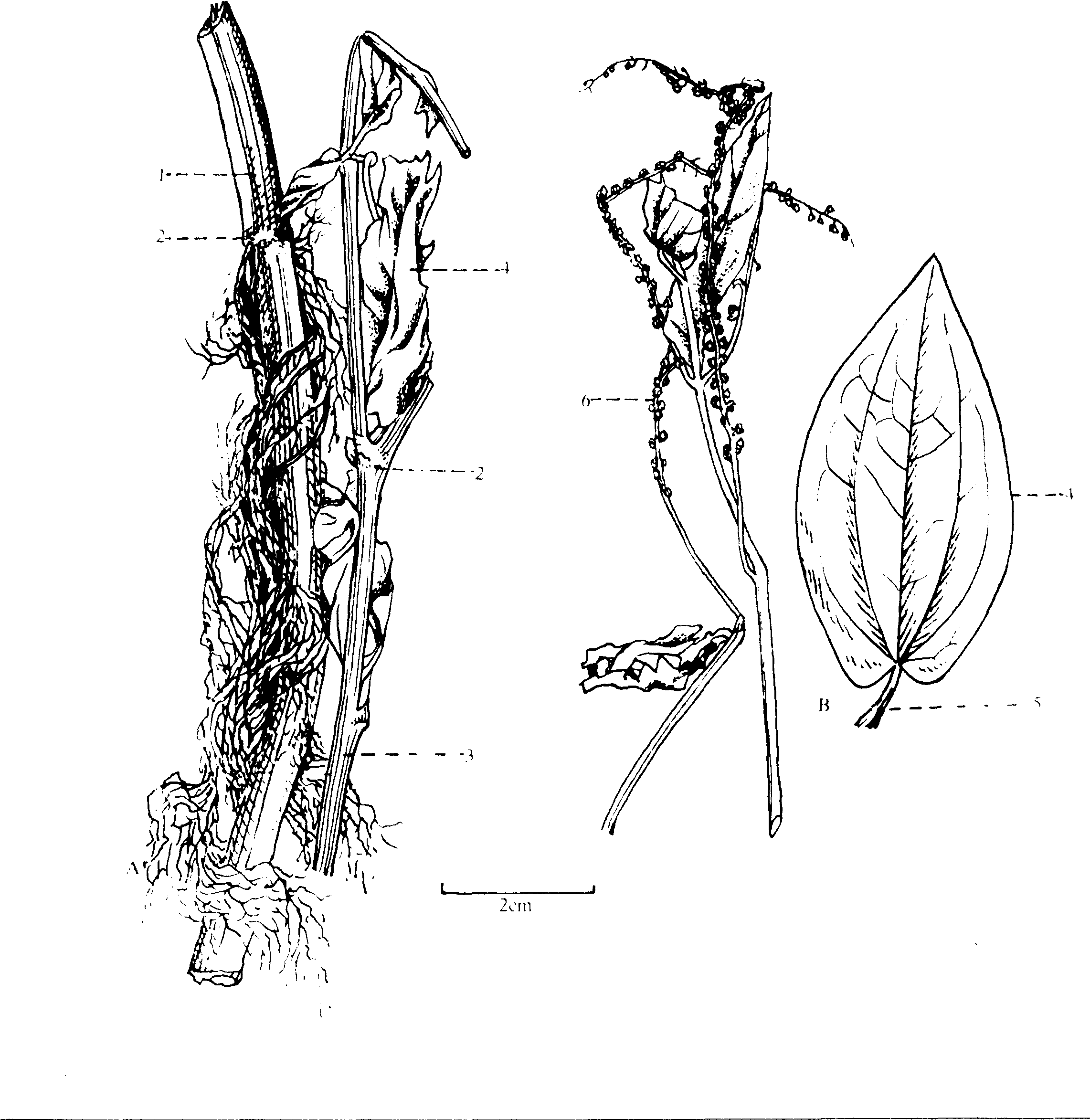 三白草