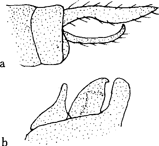 19.黃蜻