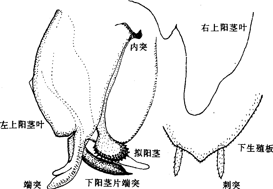 4.尖尾刀螳