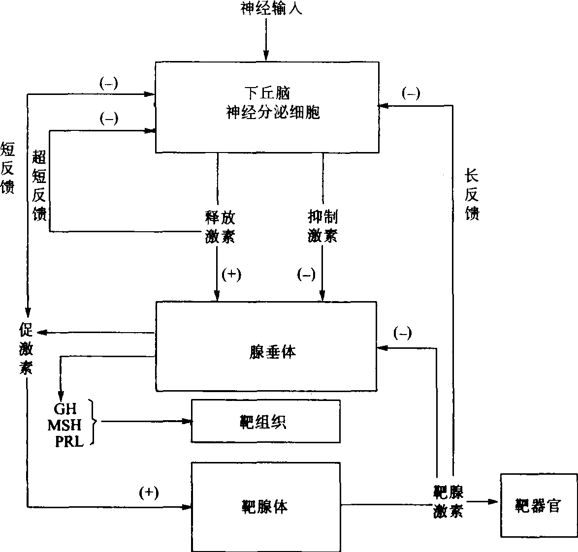 大腦皮層運(yùn)動(dòng)區(qū)