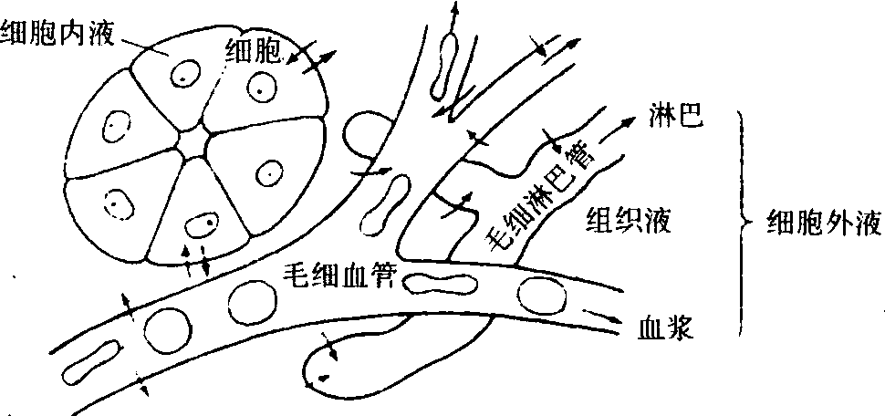 內(nèi)環(huán)境恒定