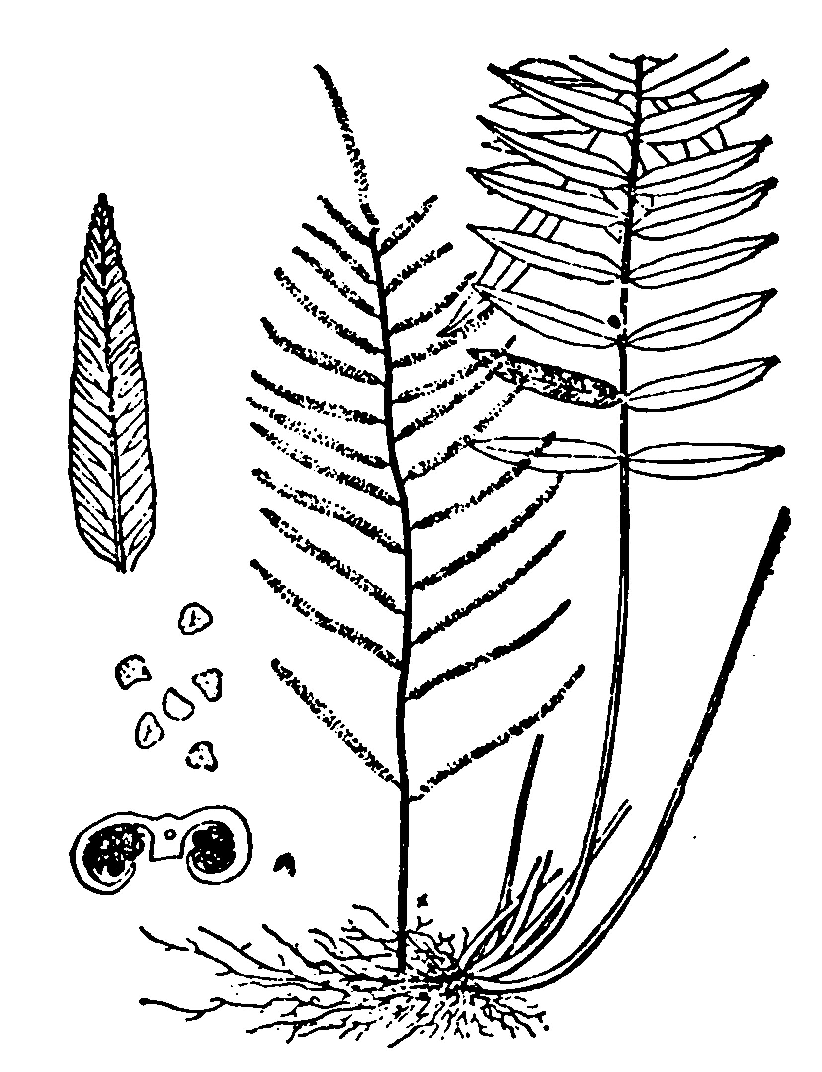 1.華東瘤足蕨