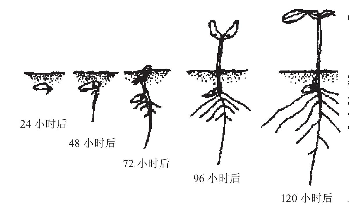 （一）種子與發(fā)芽