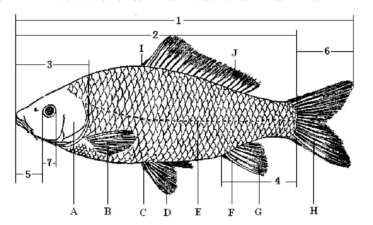 魚(yú)外部形態(tài)觀察與測(cè)量