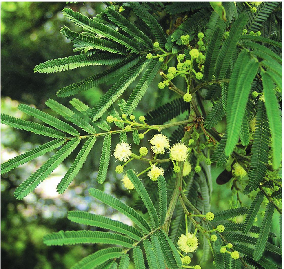 黑荊樹(shù)