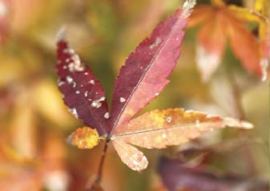 紅鶴