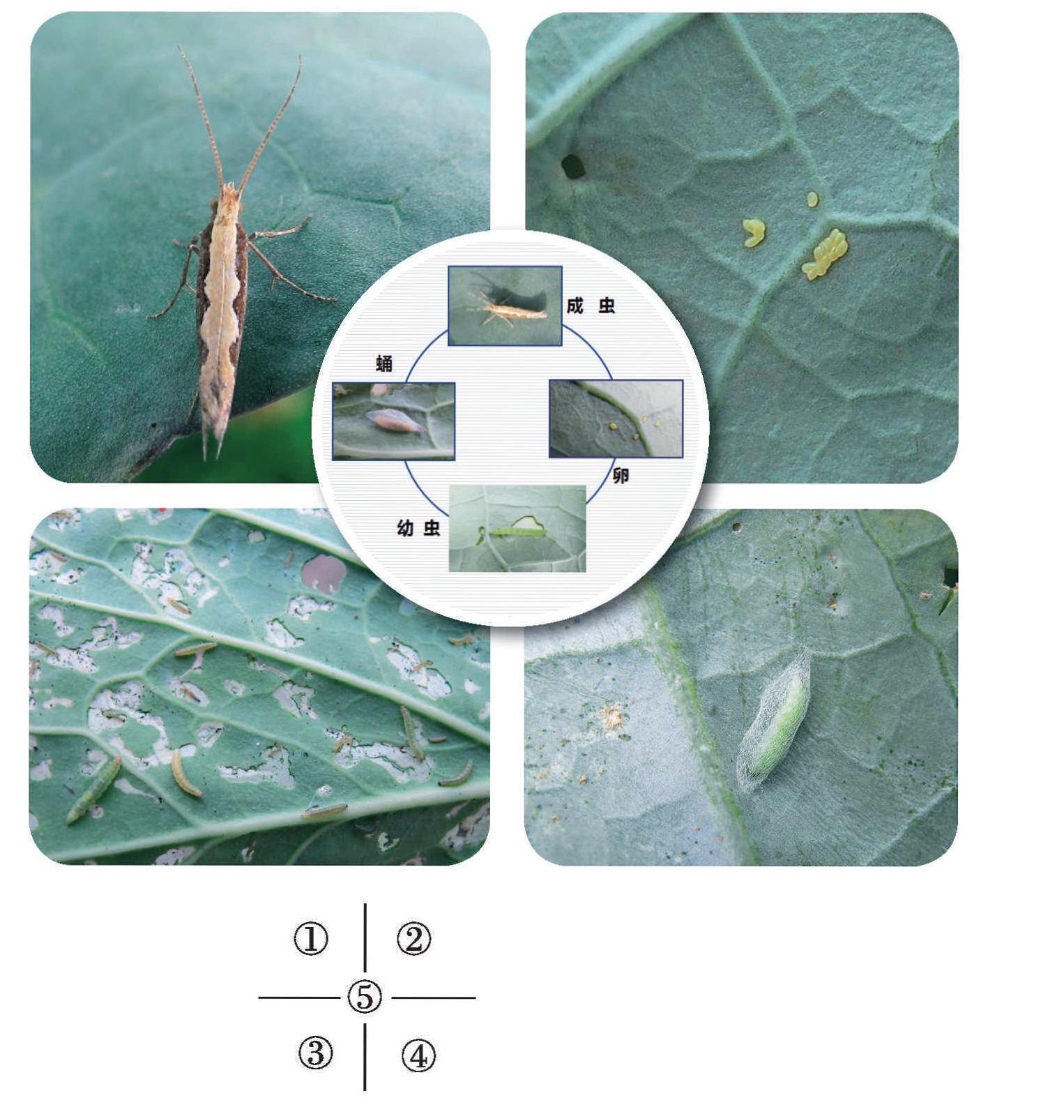 (一)小菜蛾的識別