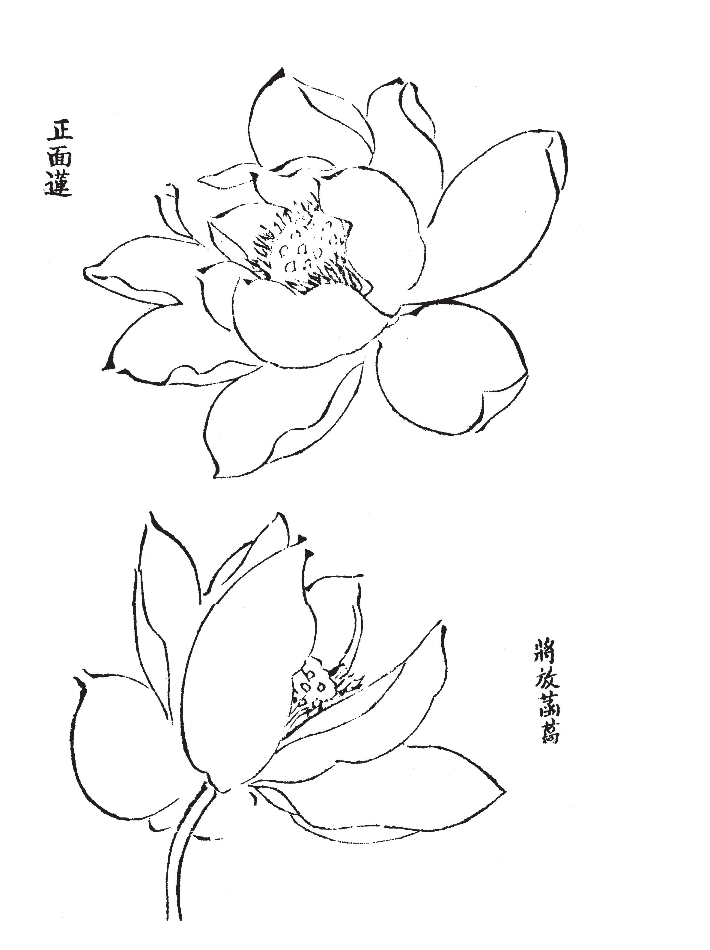 尖圓大瓣蓮花