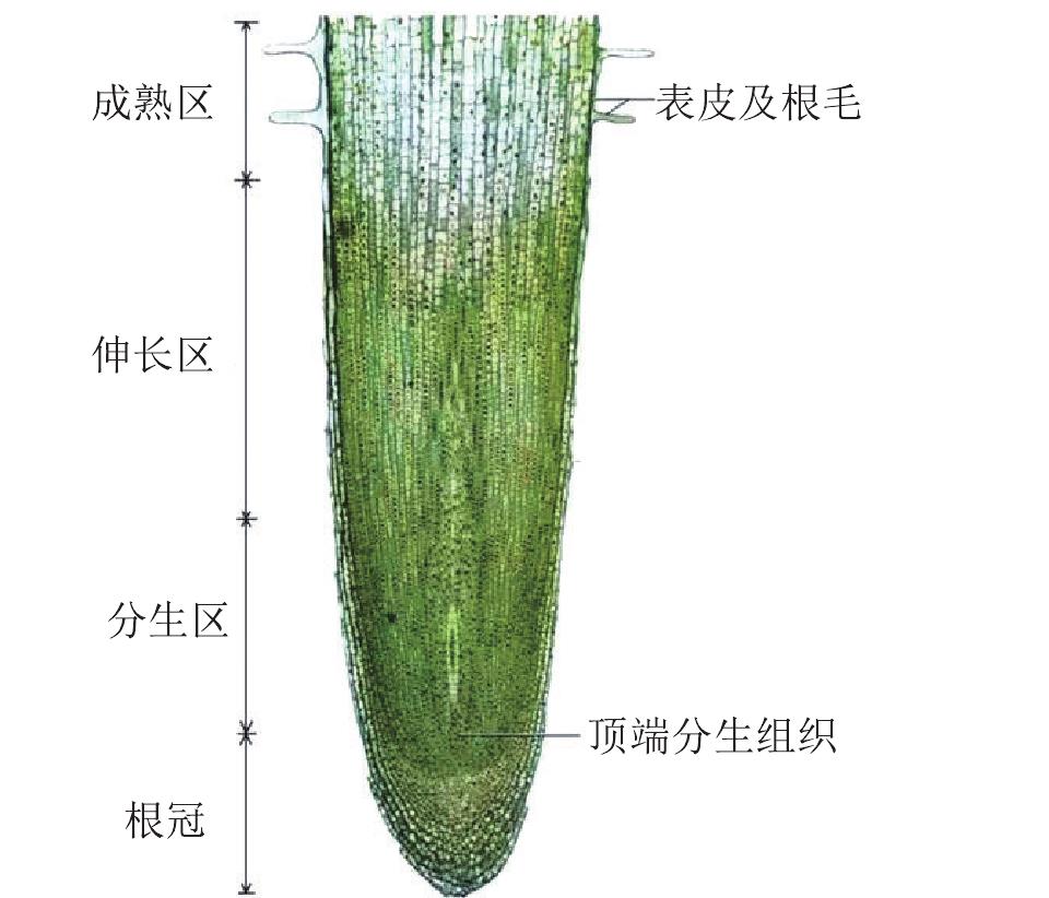 一、根的結(jié)構(gòu)