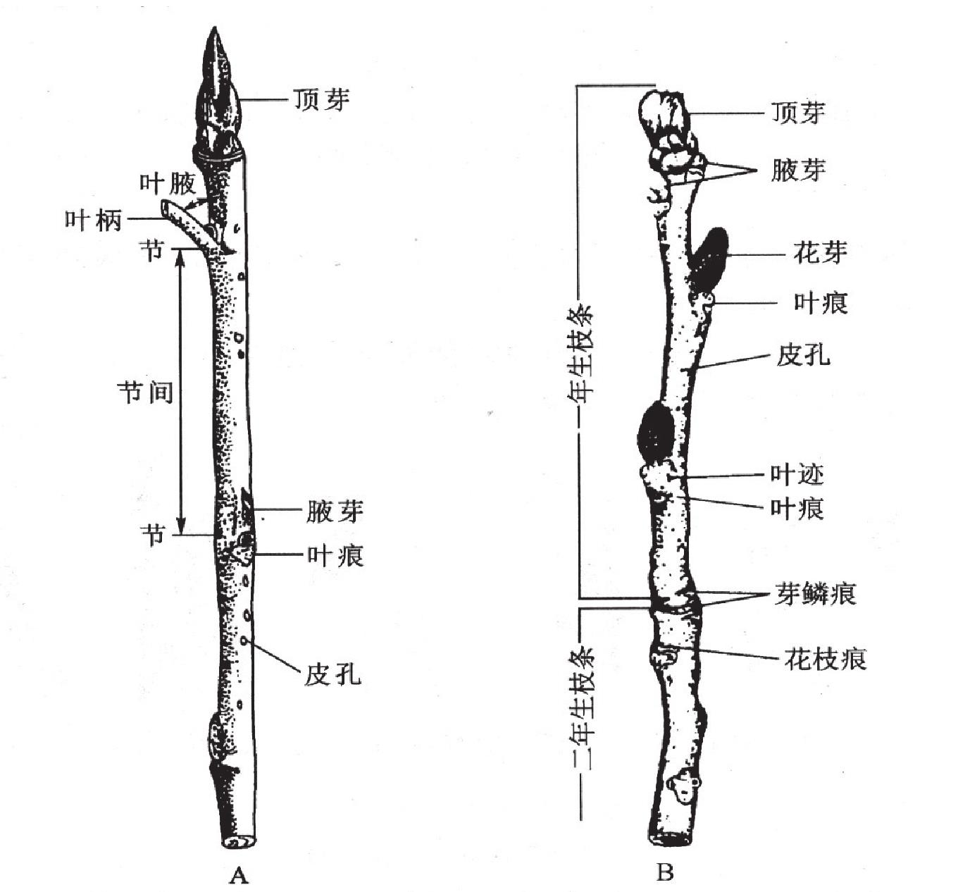 一、植物的莖、芽形態(tài)